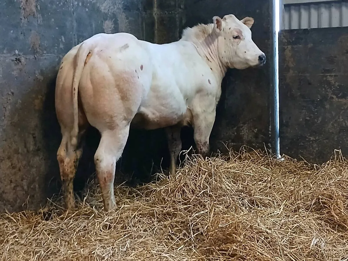 1 Top quality BAX Show  Heifer for sale - Image 3