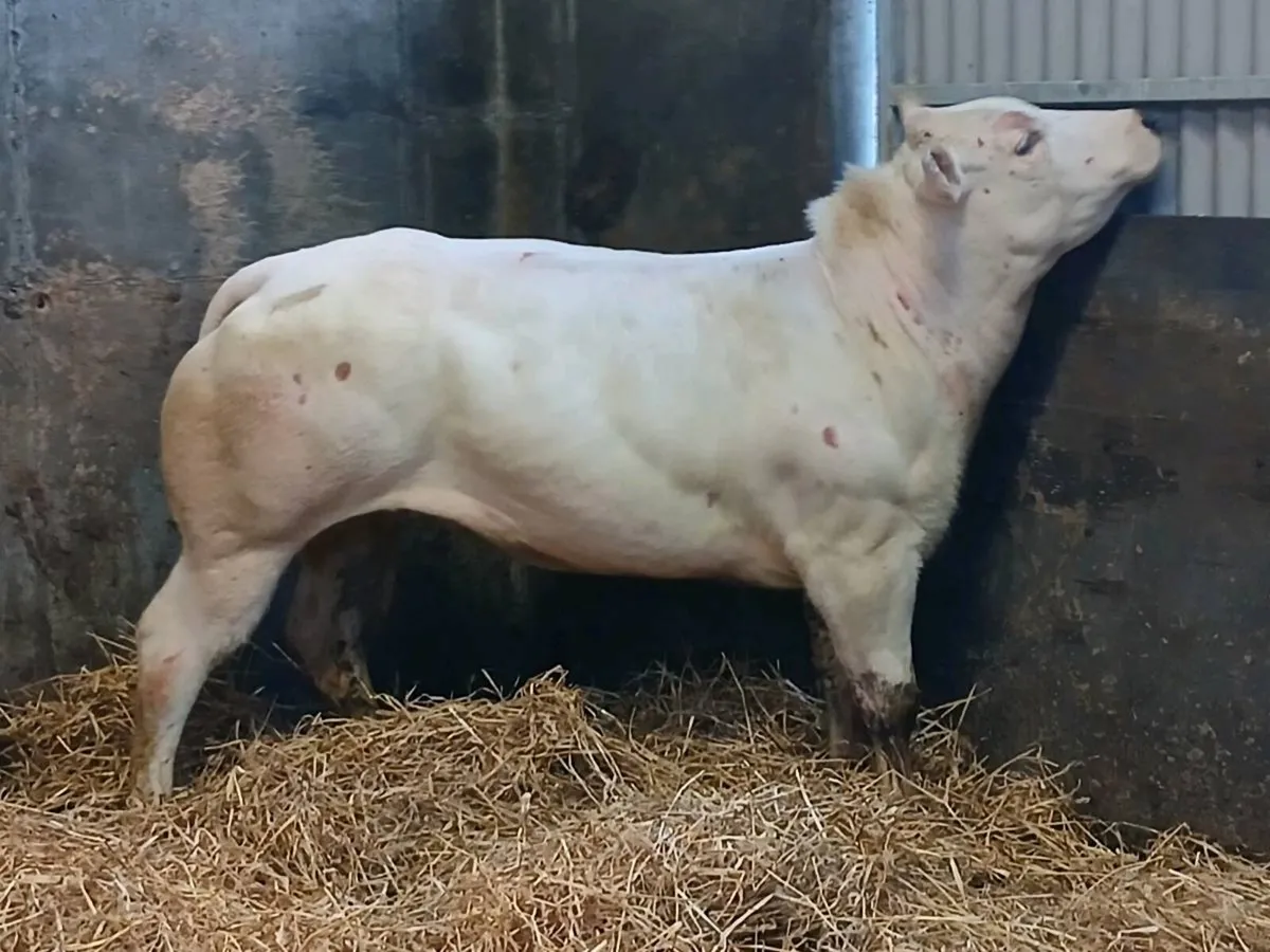 1 Top quality BAX Show  Heifer for sale - Image 4