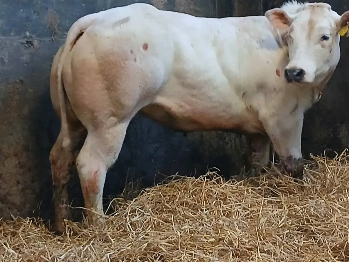 1 Top quality BAX Show  Heifer for sale - Image 2