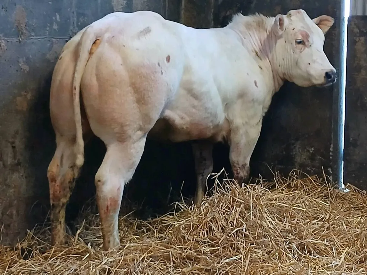 1 Top quality BAX Show  Heifer for sale - Image 1