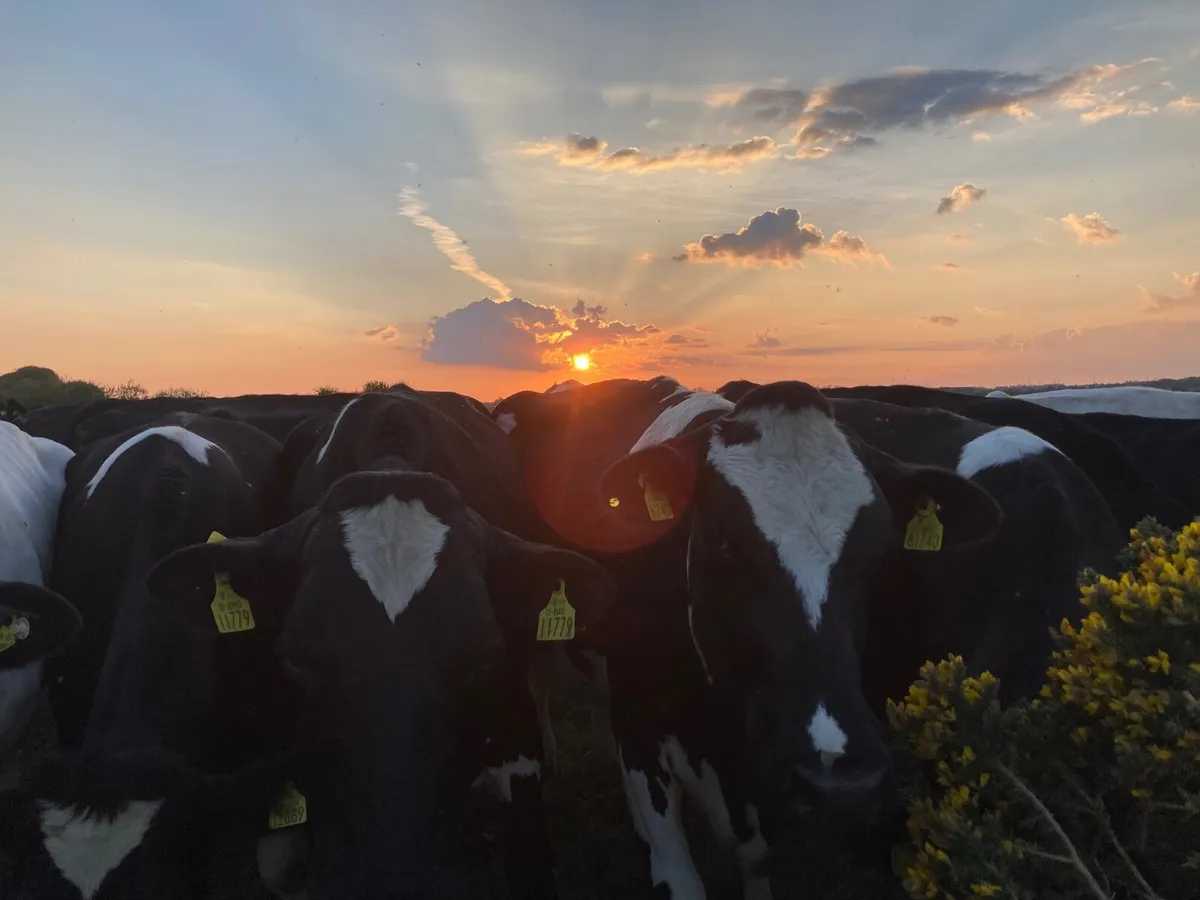 Late calving young cows requirec