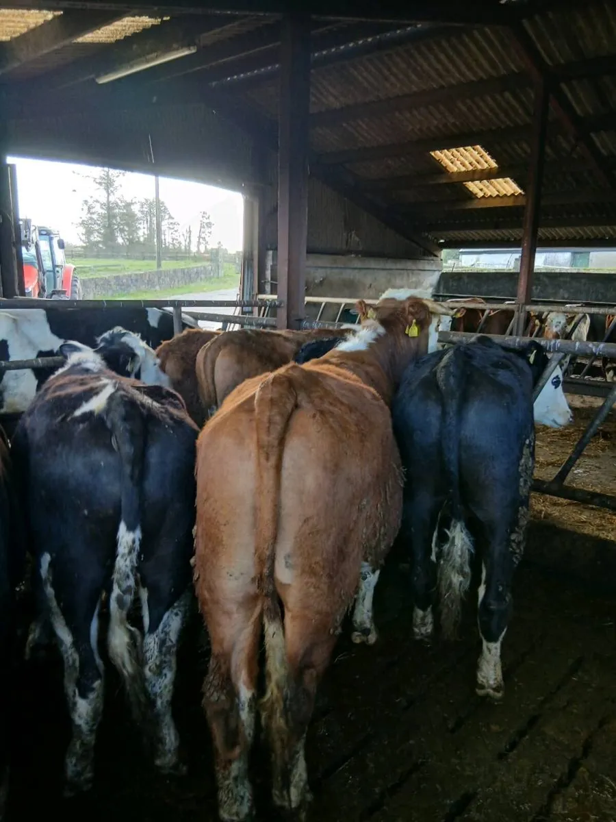 Bullocks - Image 4