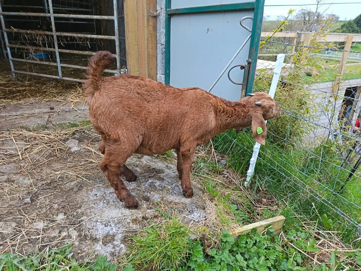 Purebred boers - Image 1