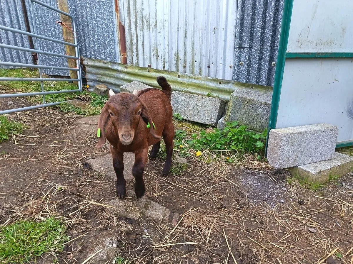 Purebred boers - Image 2
