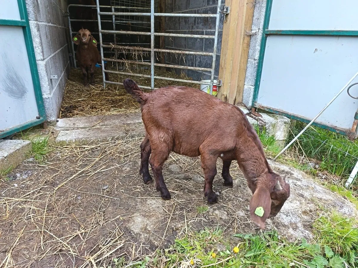 Purebred boers - Image 4