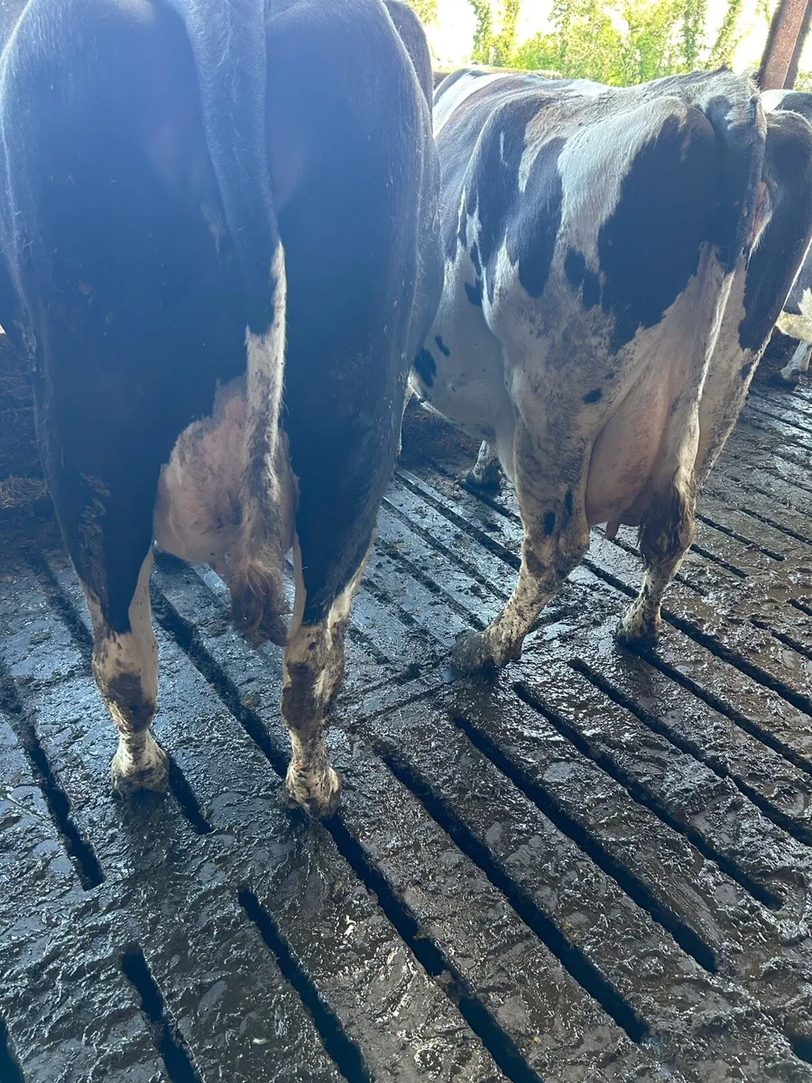 In Calf Friesian Cows - Image 4