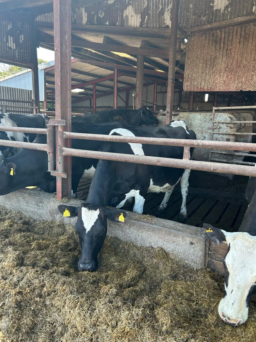 In Calf Friesian Cows - Image 1