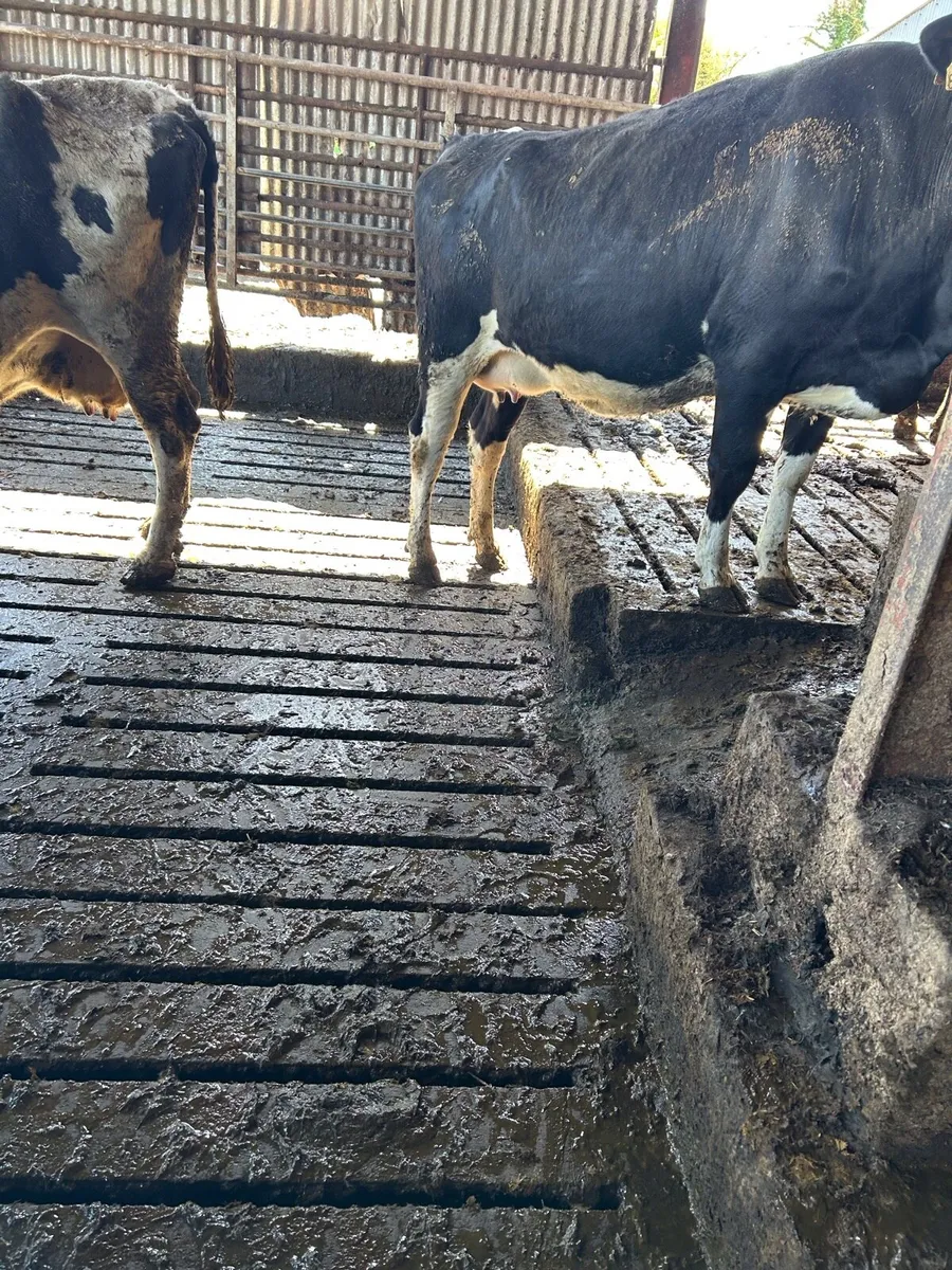 In Calf Friesian Cows - Image 2
