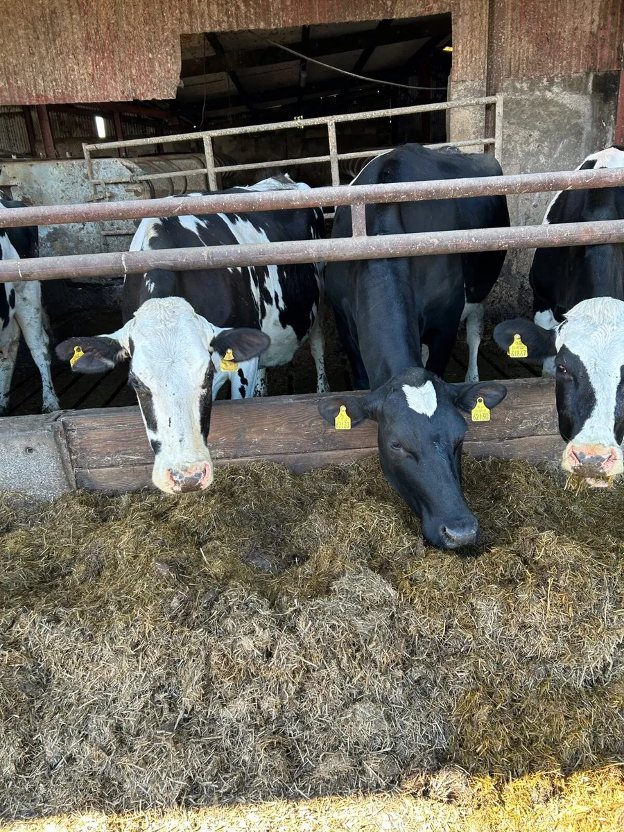 In Calf Friesian Cows - Image 3