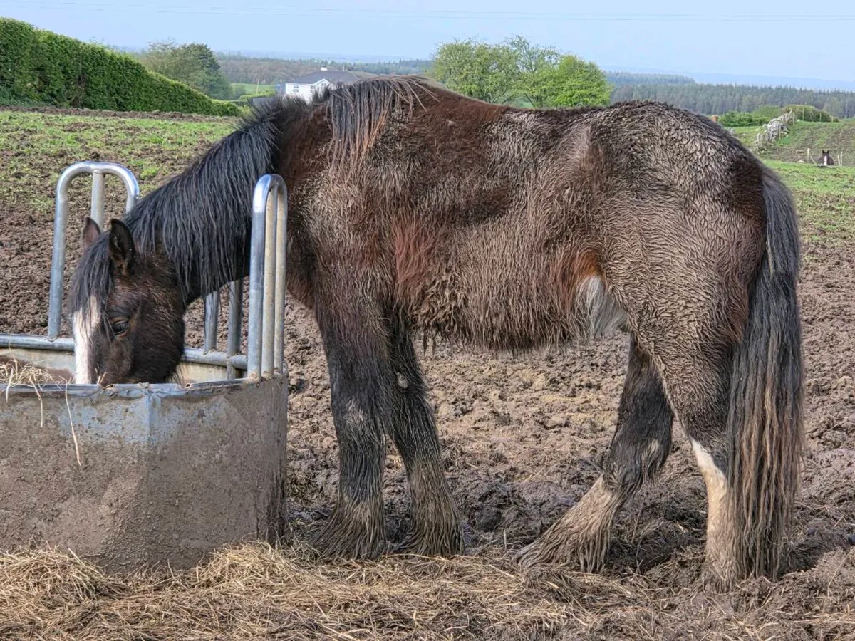 2 year old gilding - Image 1