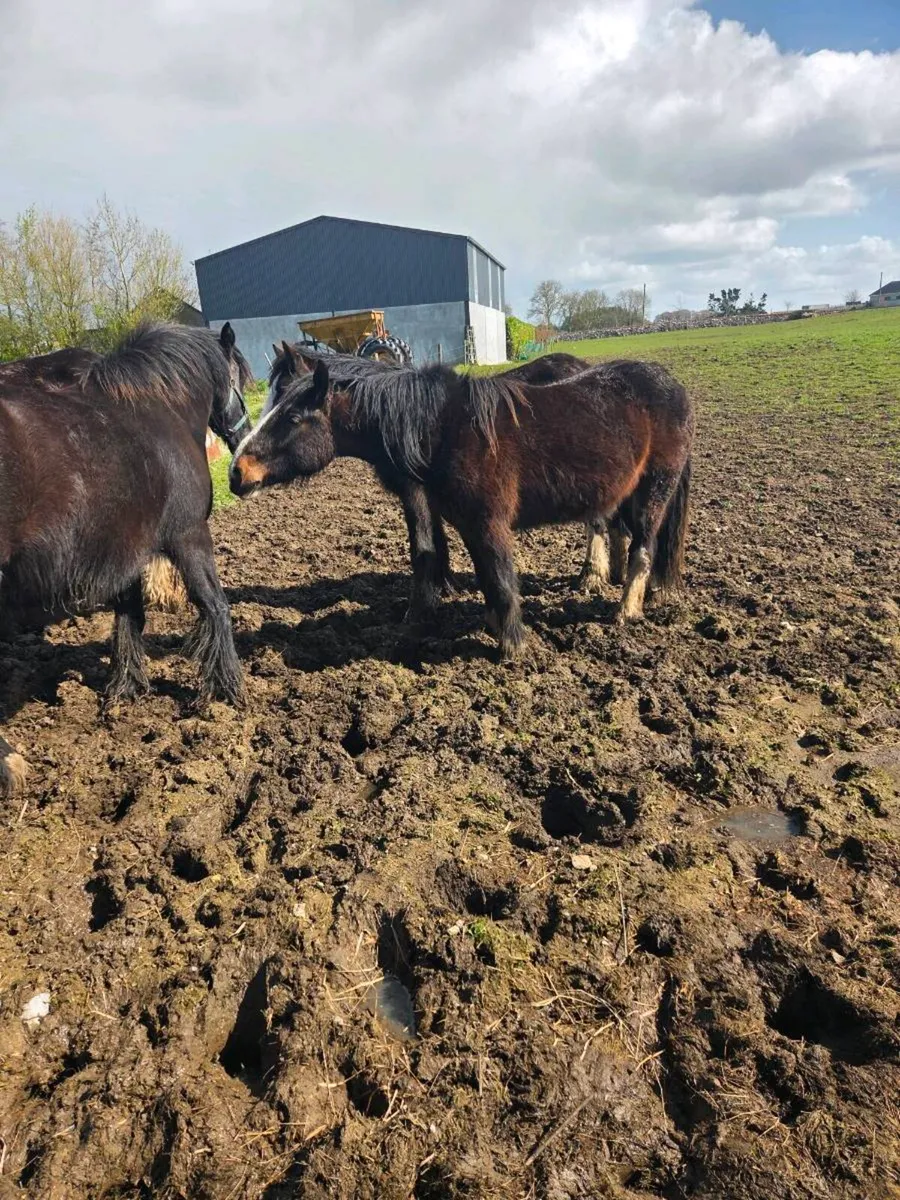 2 year old gilding - Image 2