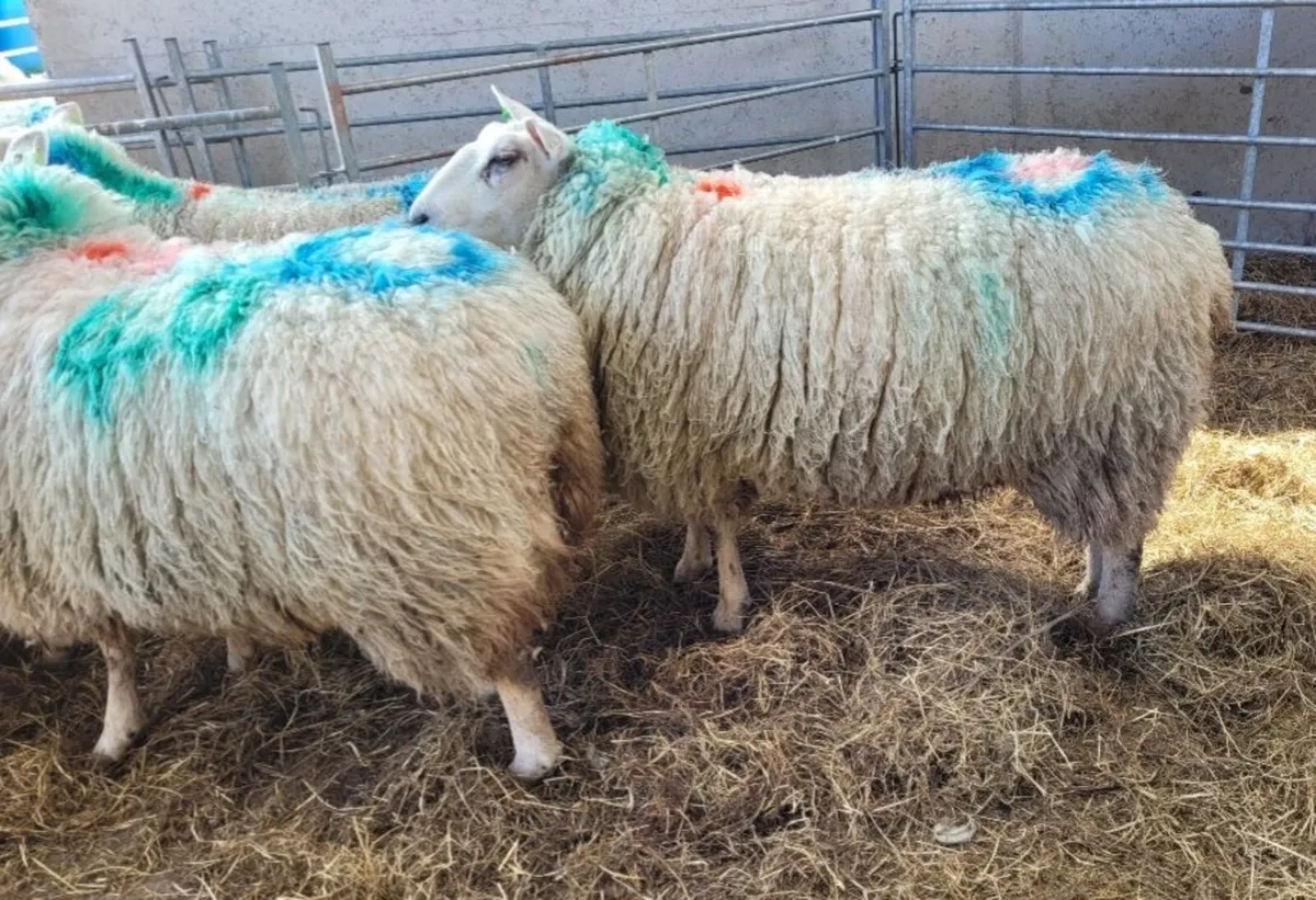 Pedigree Belclare hoggets - Image 2