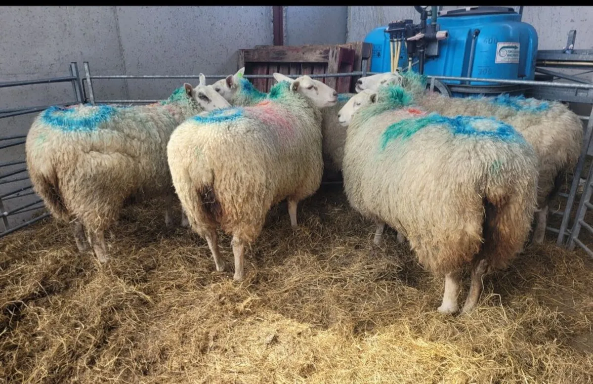 Pedigree Belclare hoggets - Image 3