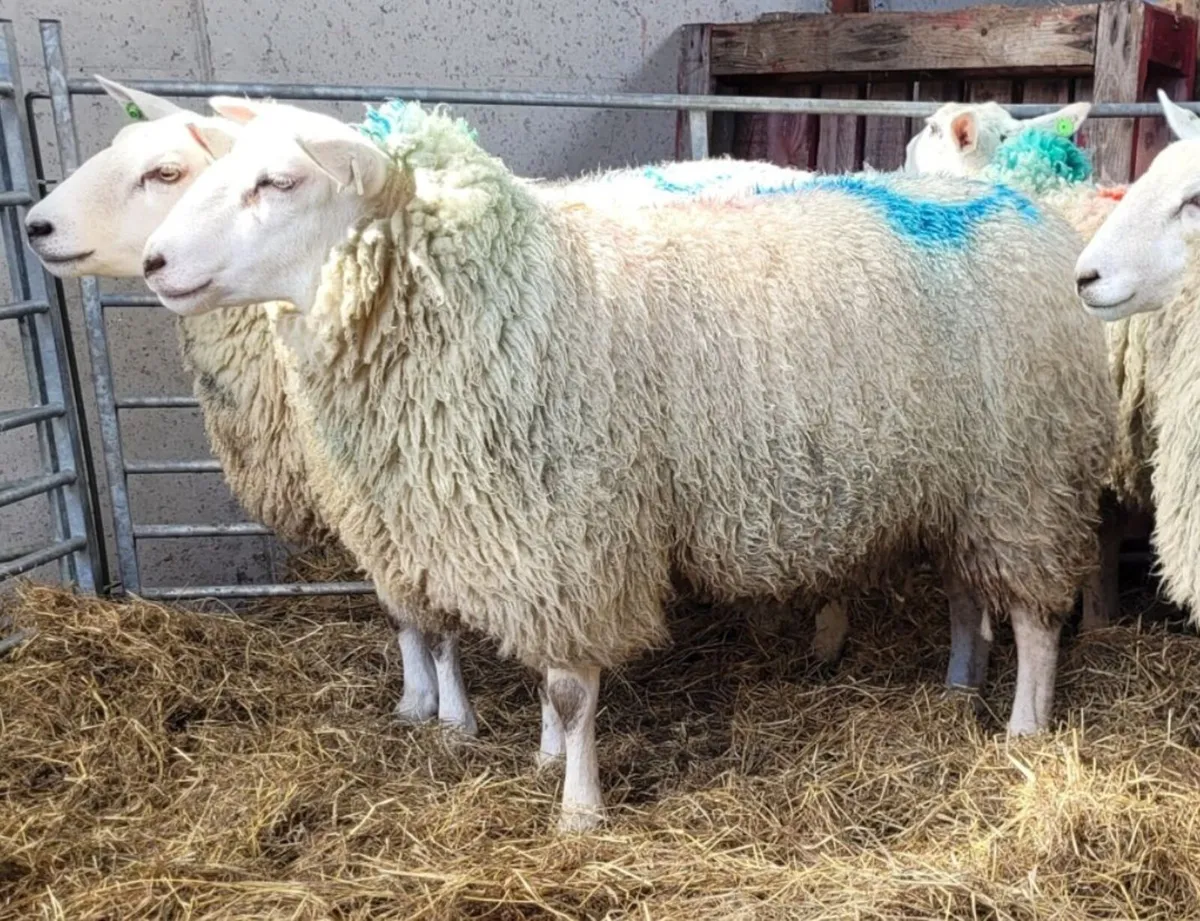 Pedigree Belclare hoggets - Image 4