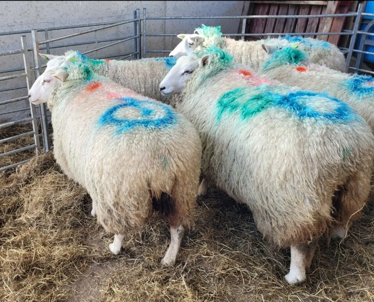 Pedigree Belclare hoggets - Image 1