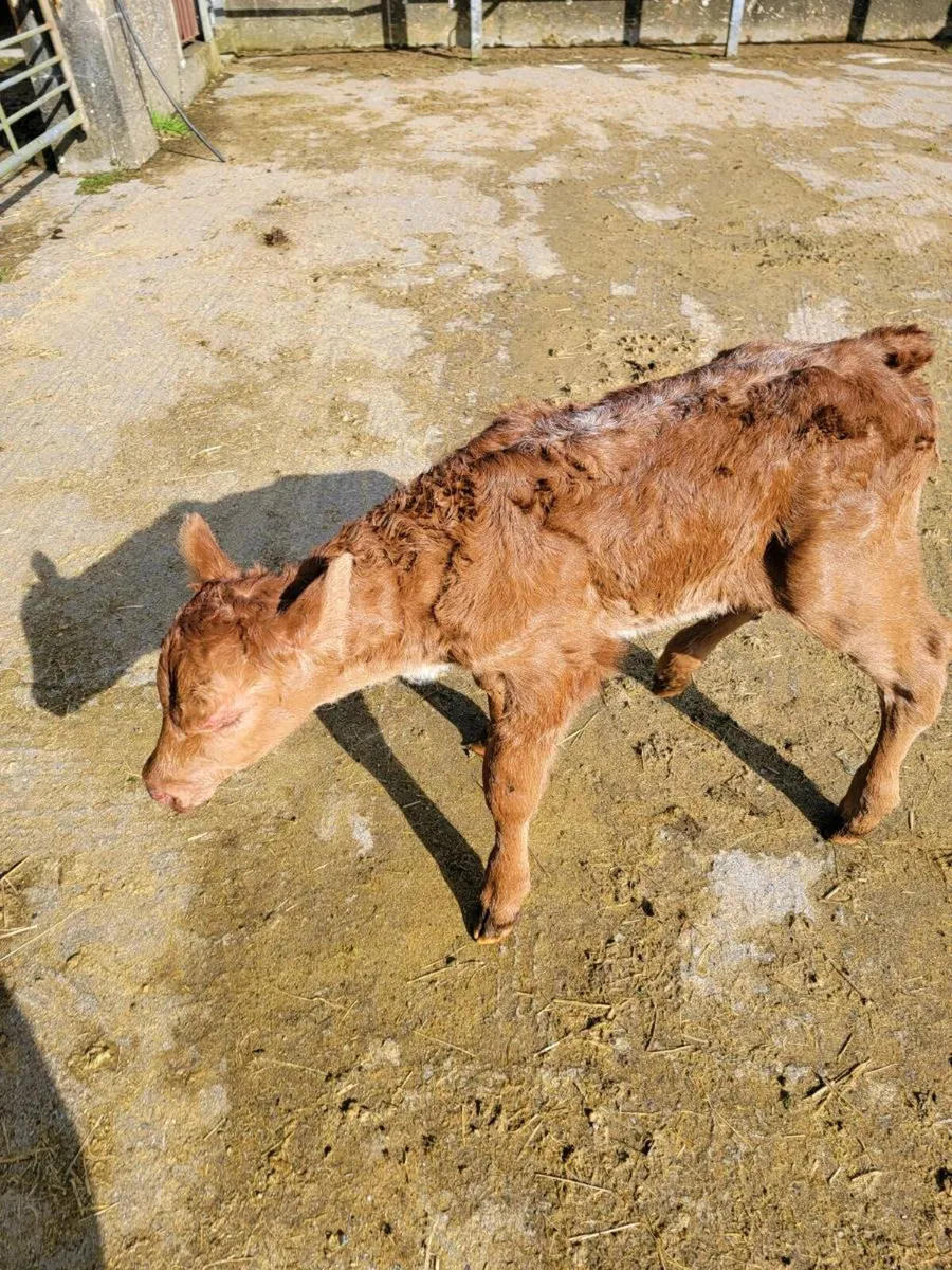 Calf - Image 1