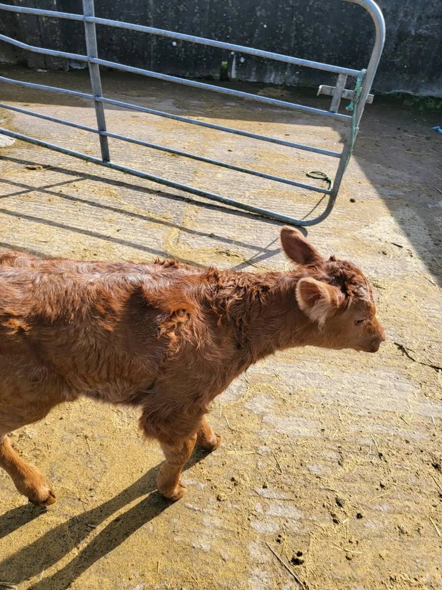 Calf - Image 3