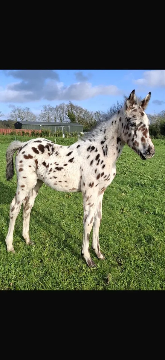 Appaloosa Stallion for Stud - Image 3