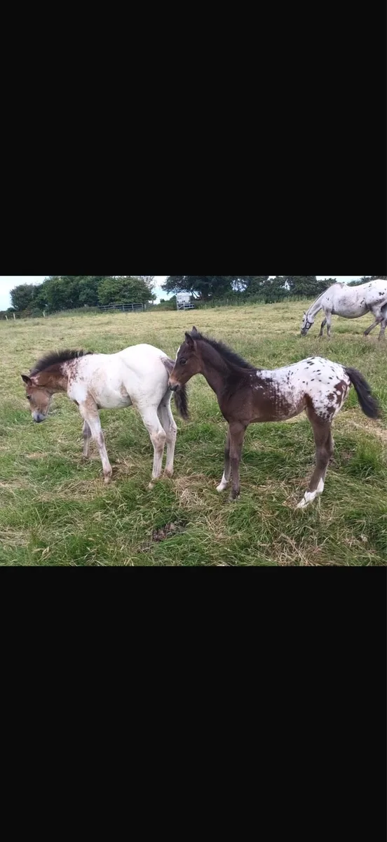 Appaloosa Stallion for Stud - Image 4