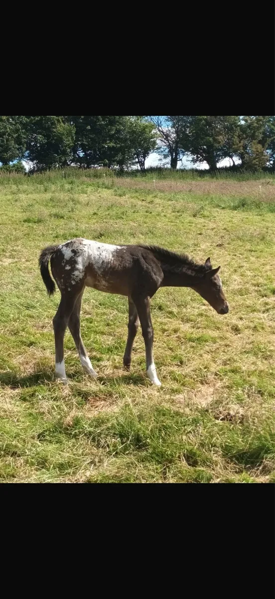 Appaloosa Stallion for Stud - Image 4