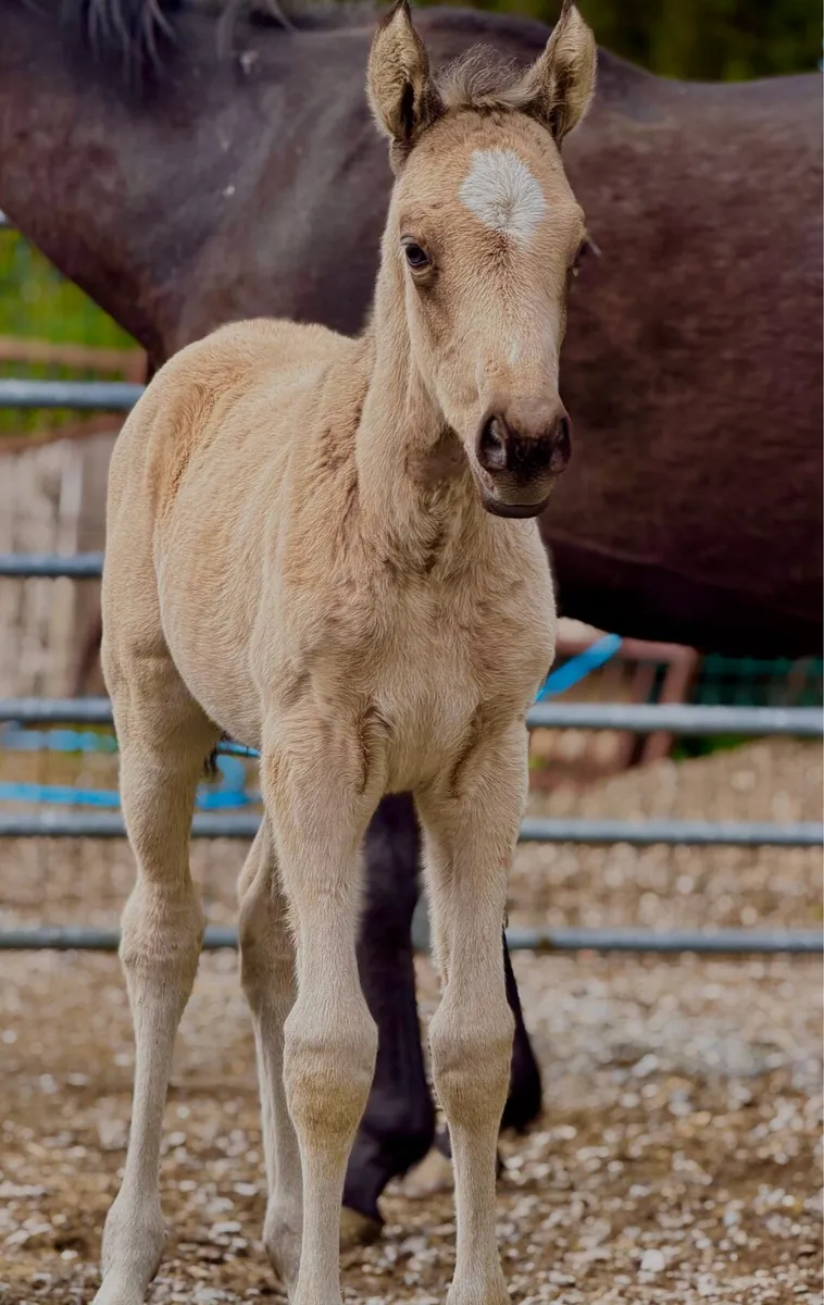 Mare and Foal - Image 3