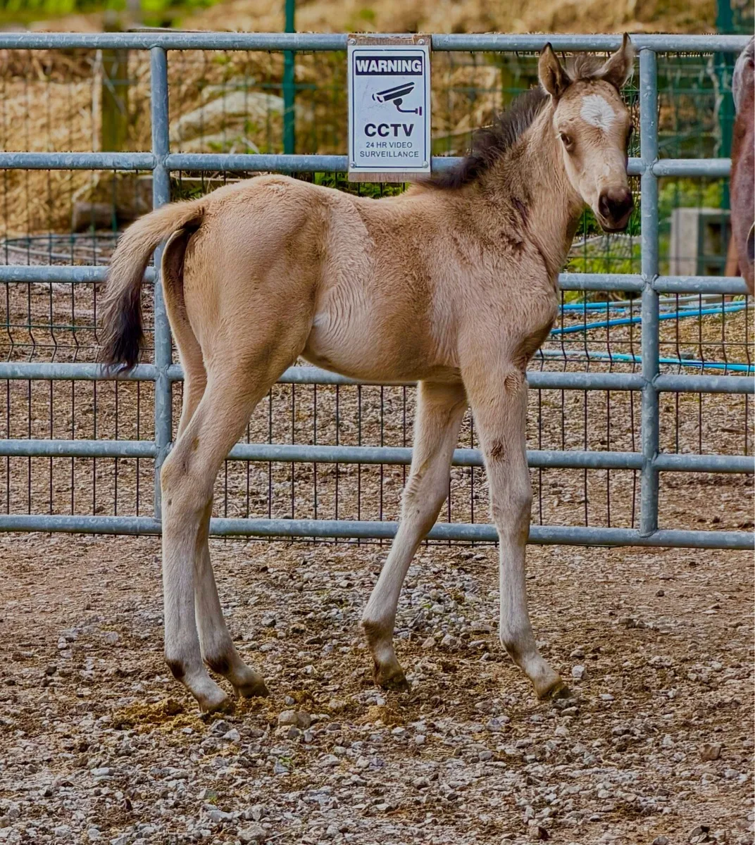 Mare and Foal - Image 2