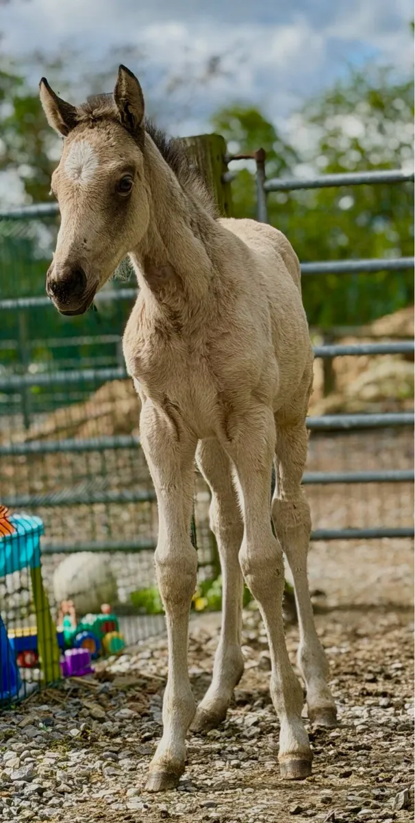 Mare and Foal - Image 4