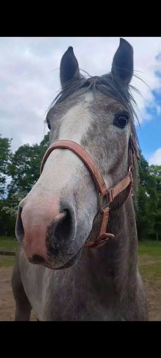 Full Irish Draught at stud €250 - Image 1