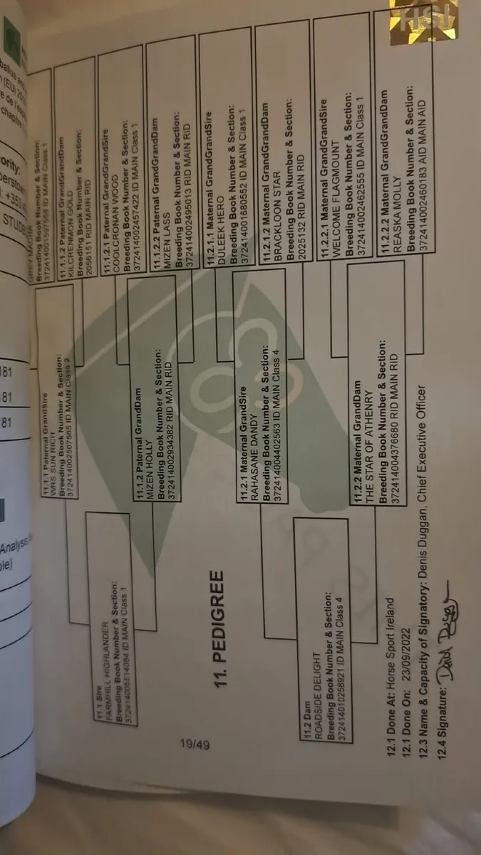 Full Irish Draught at stud €250 - Image 2