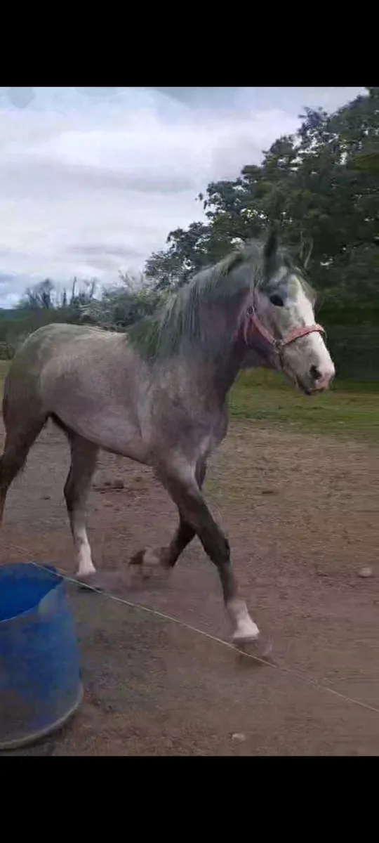 Full Irish Draught at stud €250 - Image 3