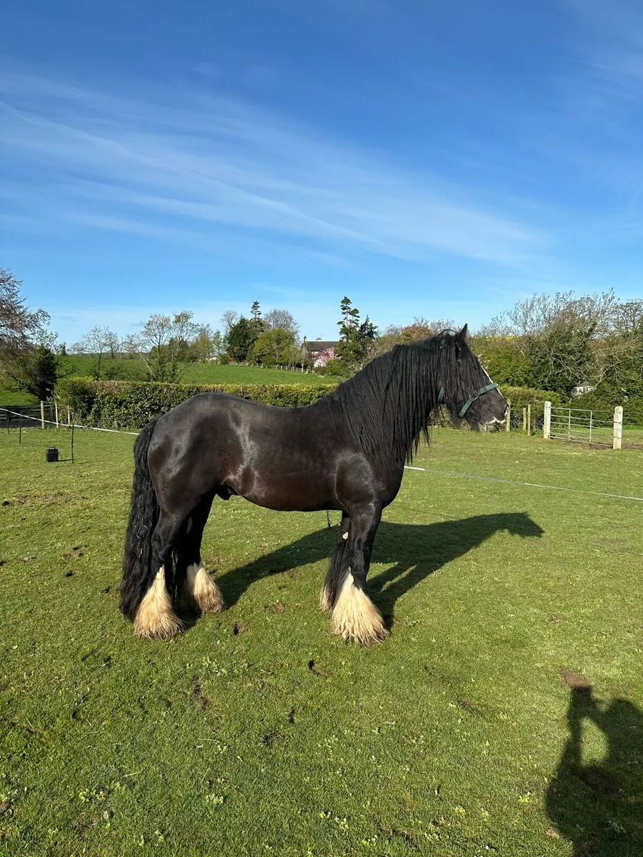 Lovely Cob at stud - Image 1