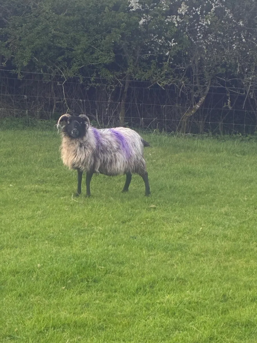 Foster ewe