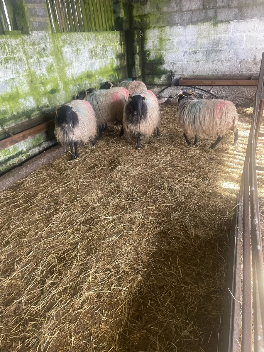 Blackfaced mountain ewe lambs - Image 1