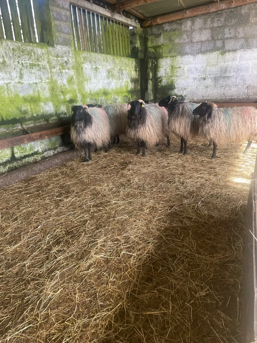 Blackfaced mountain ewe lambs - Image 2