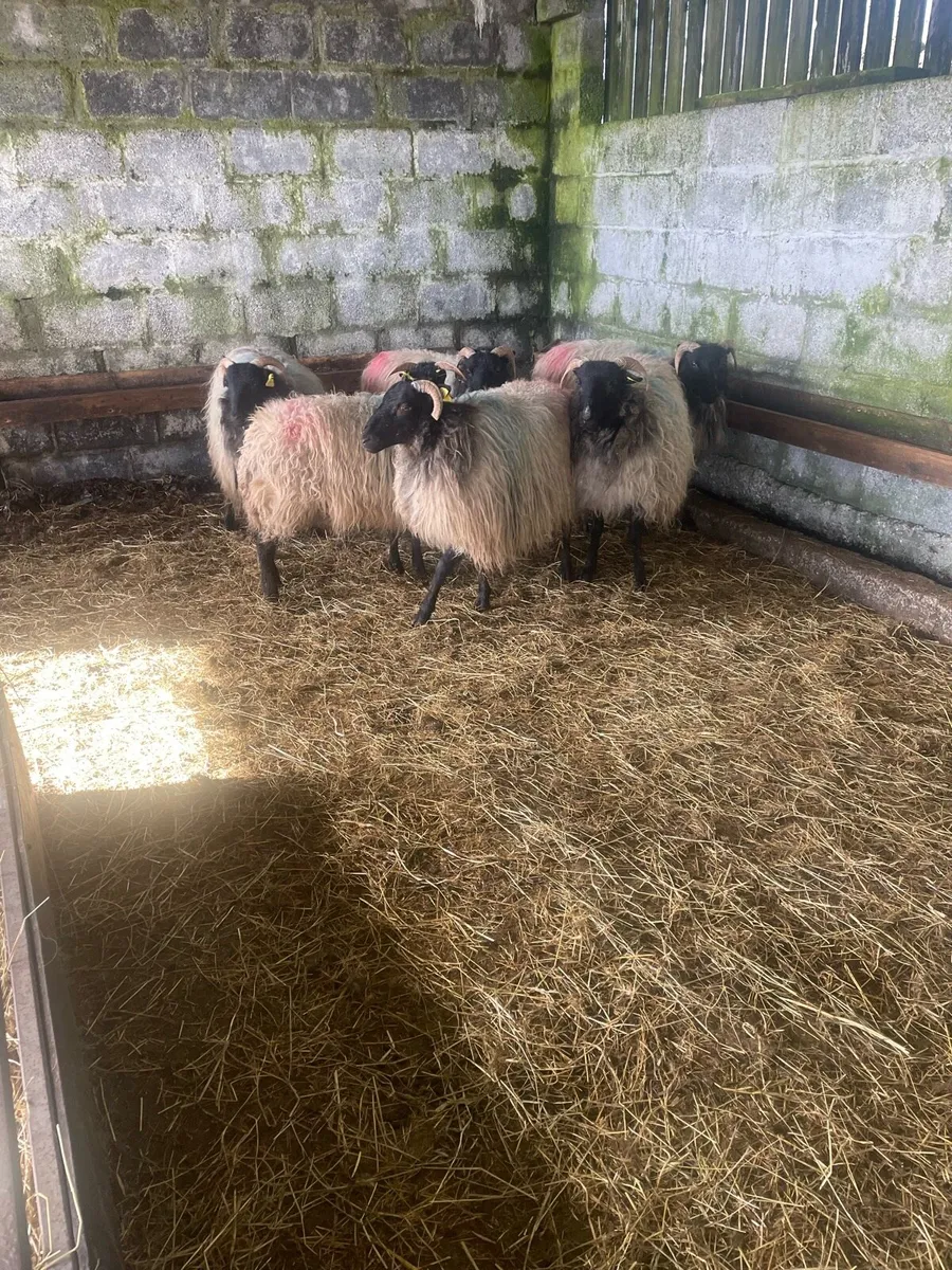 Blackfaced mountain ewe lambs - Image 3