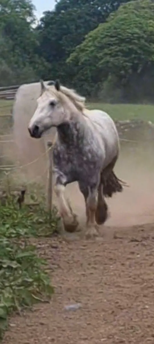 Affick bertie at stud - Image 1
