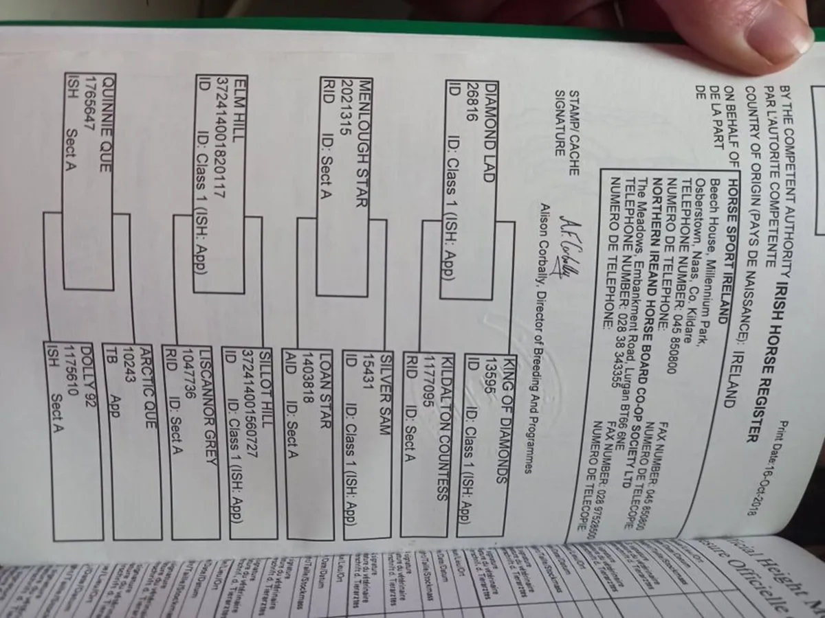 Affick bertie at stud - Image 2