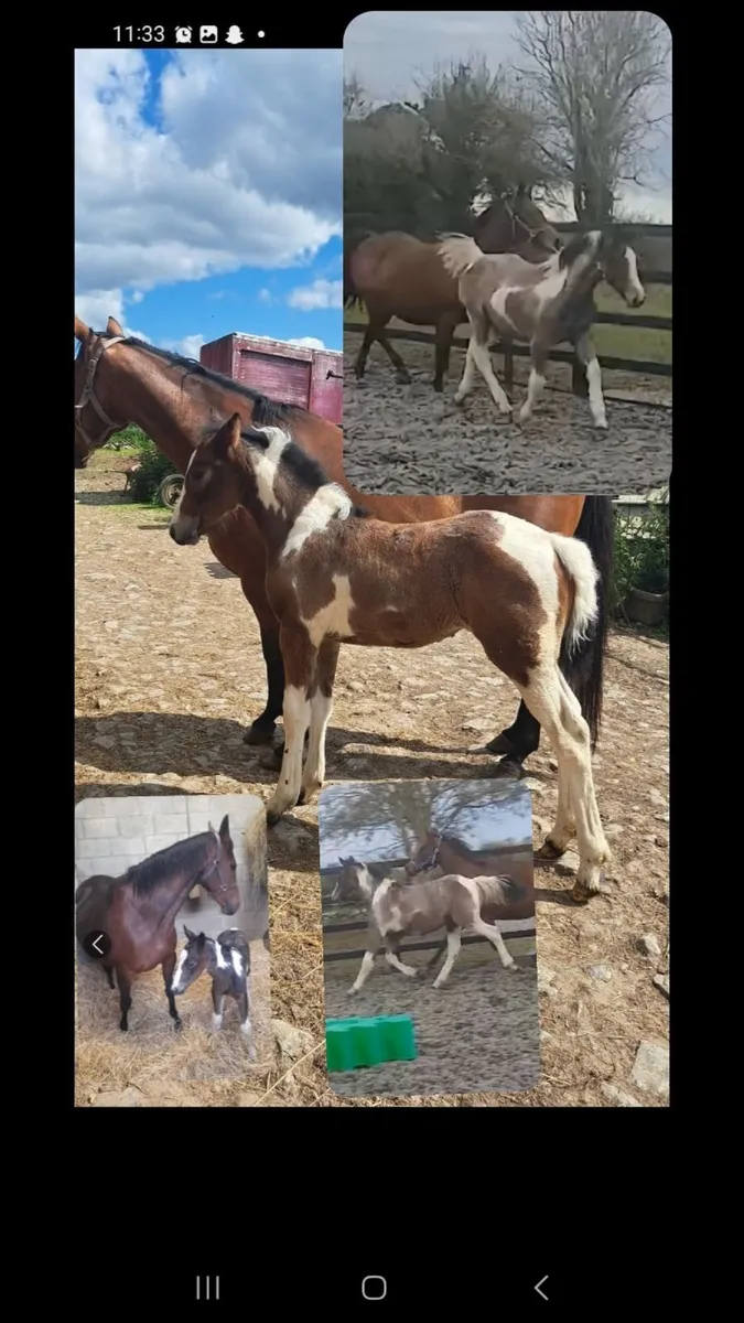 Affick bertie at stud - Image 4