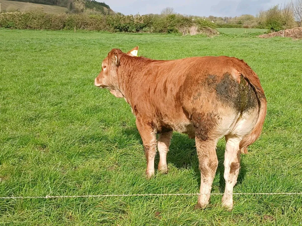 Heifers for ennis mart tue 21th - Image 2