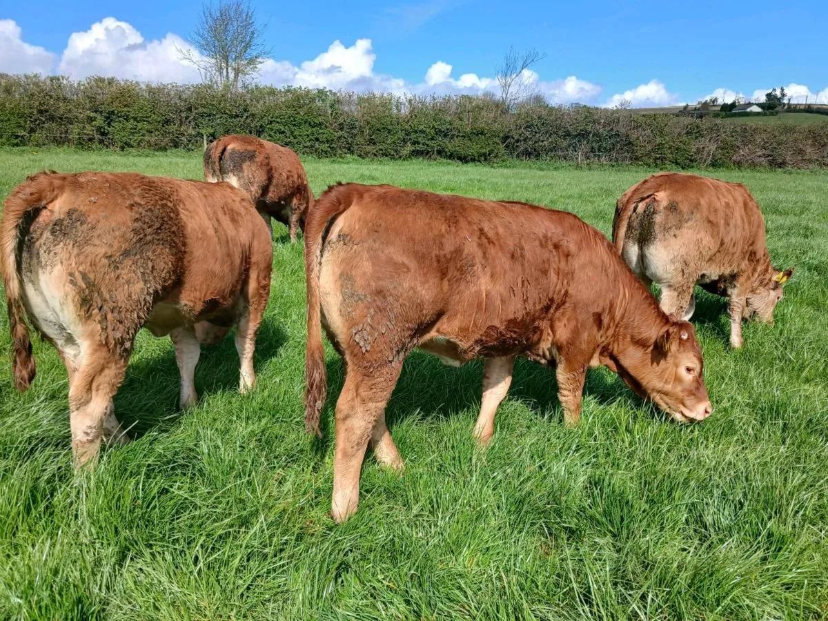 Heifers for ennis mart tue 21th - Image 3