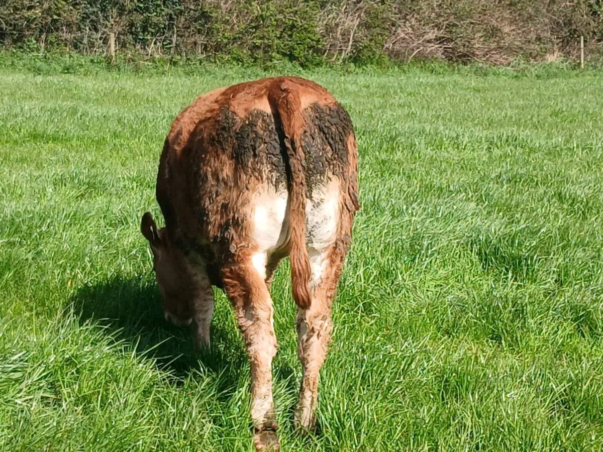 Heifers for ennis mart tue 21th - Image 4