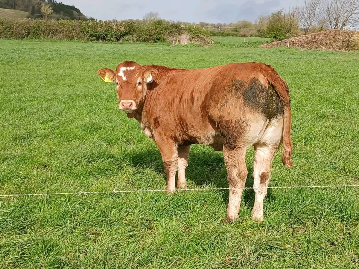 Heifers for ennis mart tue 21th - Image 1