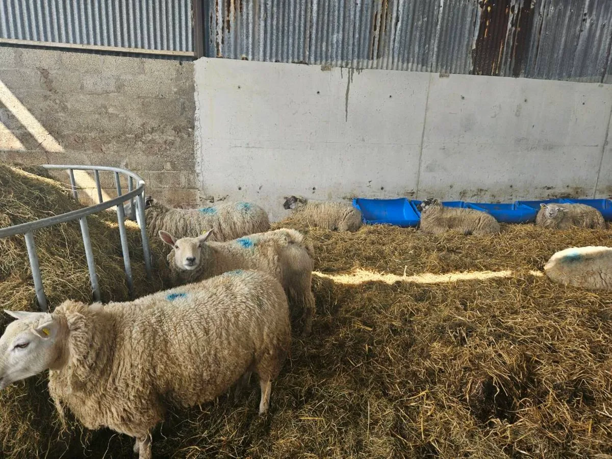 Inlamb hoggets - Image 1