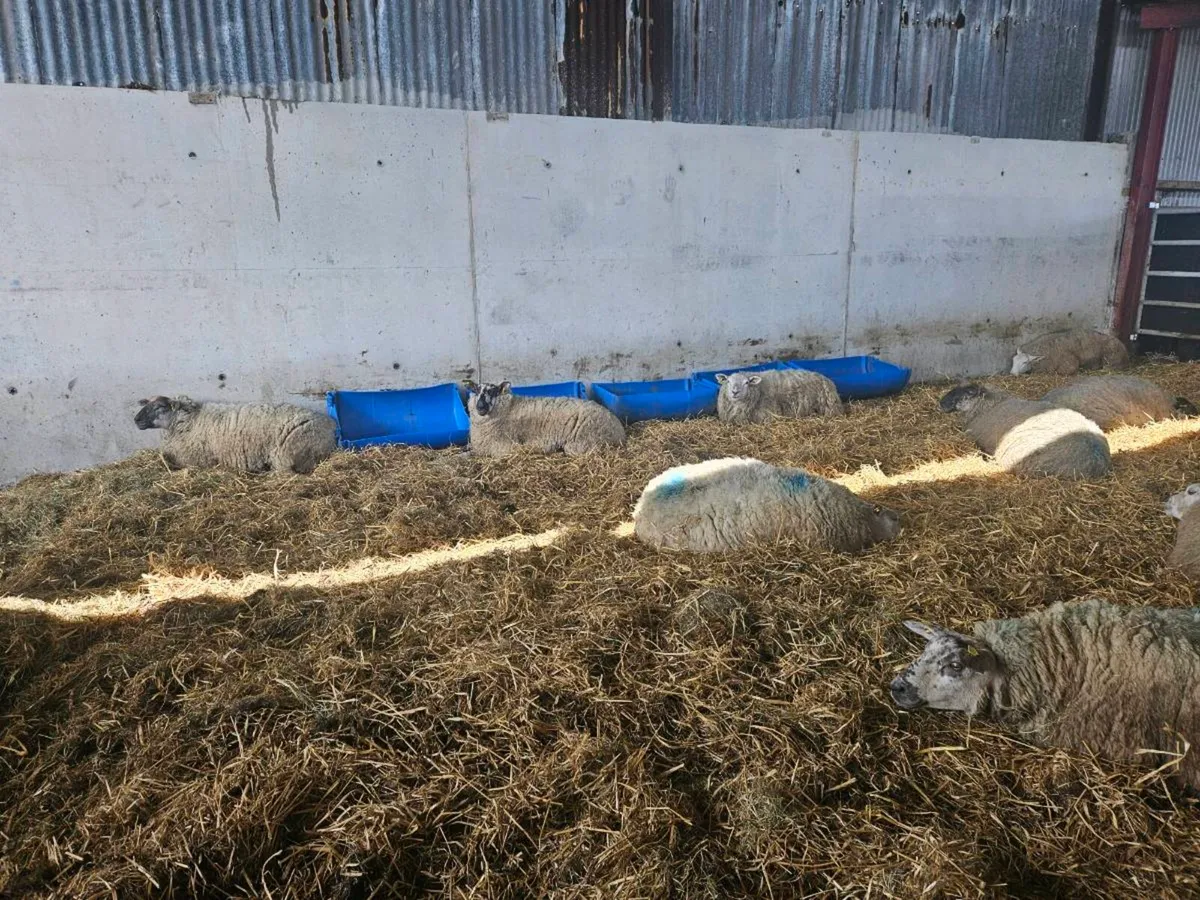 Inlamb hoggets - Image 2