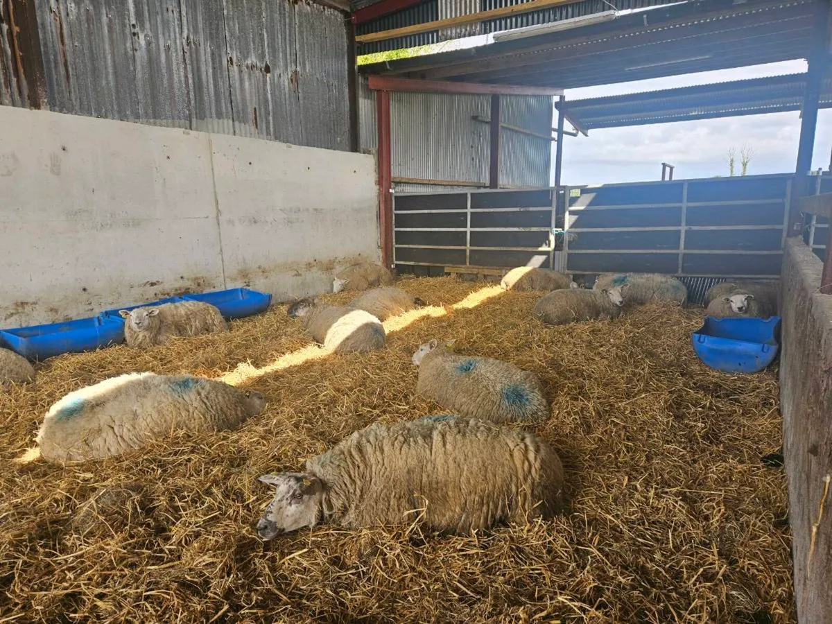 Inlamb hoggets - Image 3