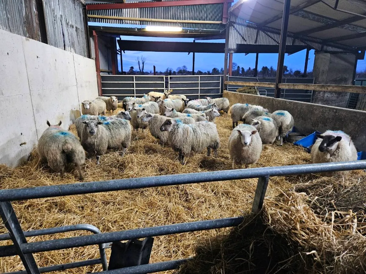 Inlamb hoggets - Image 4