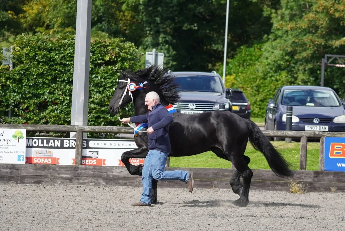 Friesian for stud - Image 1