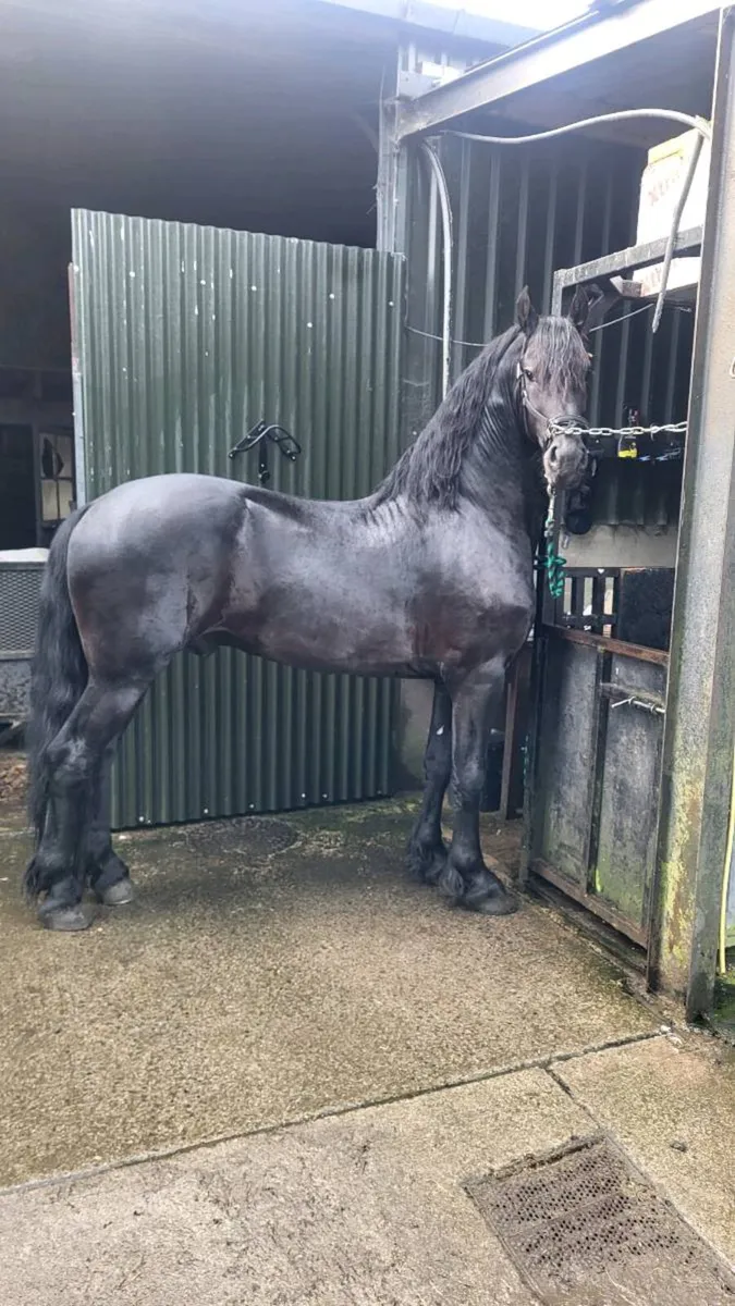 Friesian for stud - Image 2