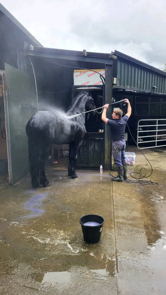 Friesian for stud - Image 3