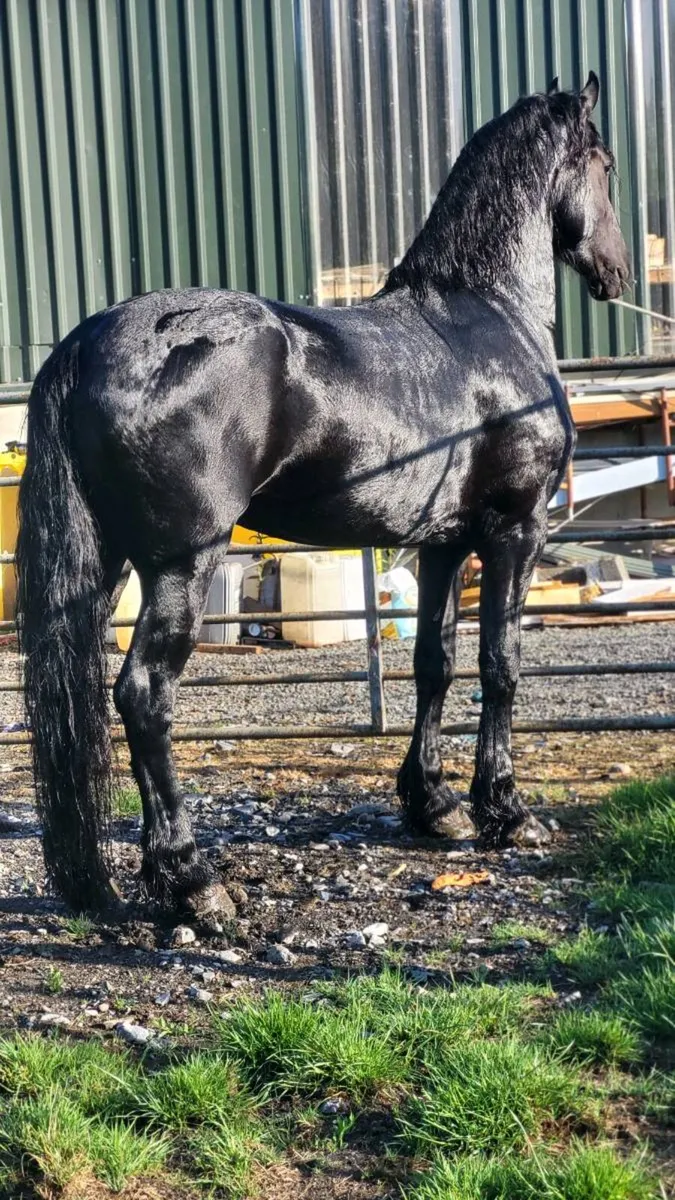 Friesian for stud - Image 4